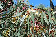 Eucalyptus porosa (Mallee Box) (3964634616).jpg