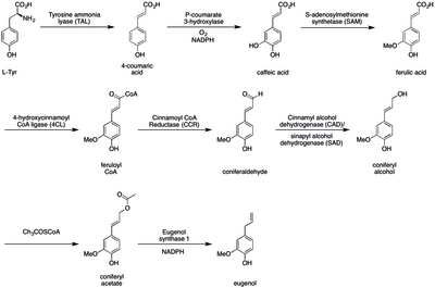 Biosynthesis of eugenol Eugenol biosynthesis .tif