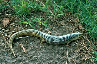 Great Plains skink Species of lizard