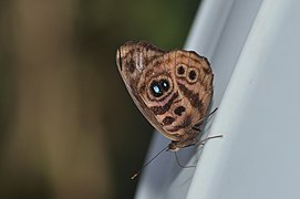 斑藍神蛺蝶 E. norica