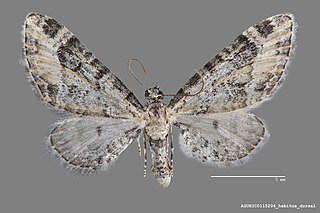 <i>Eupithecia agnesata</i> Species of moth