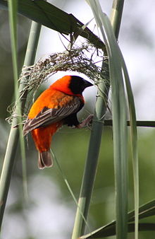 Male weaving a nest in Pretoria, South Africa Euplectes orix -Pretoria, South Africa -male weaving nest-8 (1).jpg