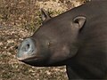 Euryzygoma, Diprotodont, Australia