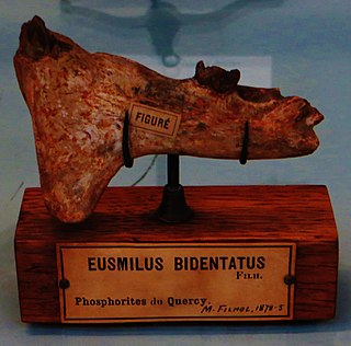 <i>Eusmilus</i> Extinct genus of carnivores