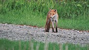 Ezo red fox; July 2020 (04).jpg