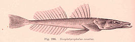 Platycephalus conatus