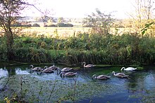 A family of mute swans on the River Pang