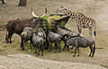 Safariparken