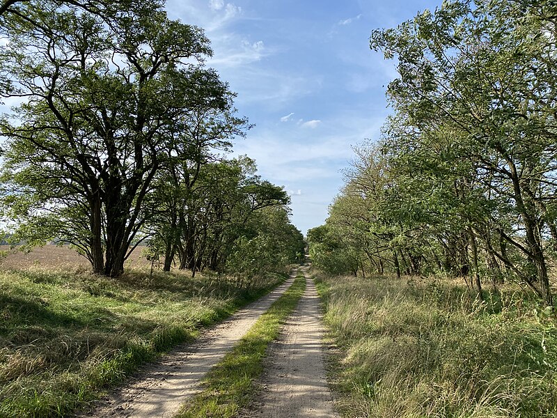 File:Feldweg in Neustrelitz (50536224647).jpg