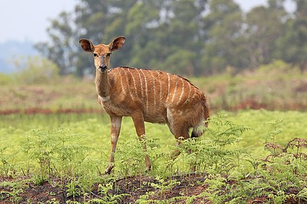 Nyala Female Nyala, Mlilwane Wildlife Sanctuary.jpg