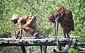 * Nomination Une vielle personne traversant appéreur sur un pont en boie à Taigbé dans la sous-préfecture de Kamsar .--Aboubacarkhoraa 09:59, 18 May 2023 (UTC) * Decline  Oppose Unfortunately blurred.--Alexander-93 12:45, 19 May 2023 (UTC)