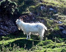 A Kashmiri goat grazing on the Great Orme