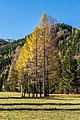 * Nomination Birches and larches at the Meerauge, Bodental valley, Ferlach, Carinthia, Austria --Johann Jaritz 01:52, 28 October 2017 (UTC) * Promotion A fantastic picture, great backdrop -- Sixflashphoto 03:17, 28 October 2017 (UTC)