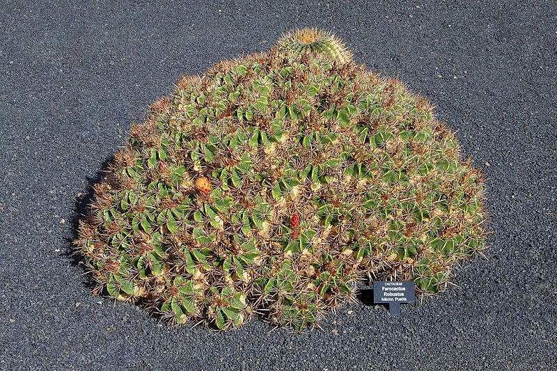 File:Ferocactus robustus 001.JPG