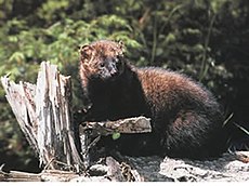 Fisher (animal).jpg