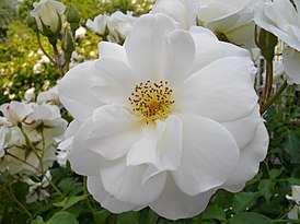 Fleur blanche.jpg