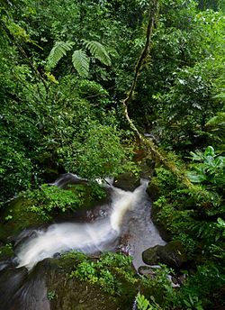 Flickr - ggallice - Jungle stream.jpg