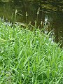 Phragmites australis