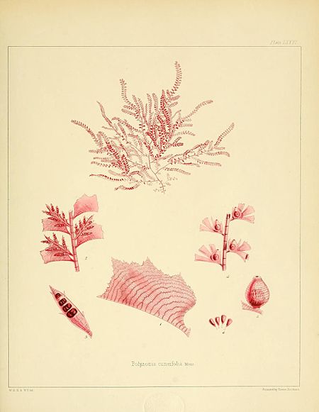 Plate LXXVI; Polyzonia cuneifolia Mont.; J.D.H., & W.F. del; Printed by Reeve Brothers
