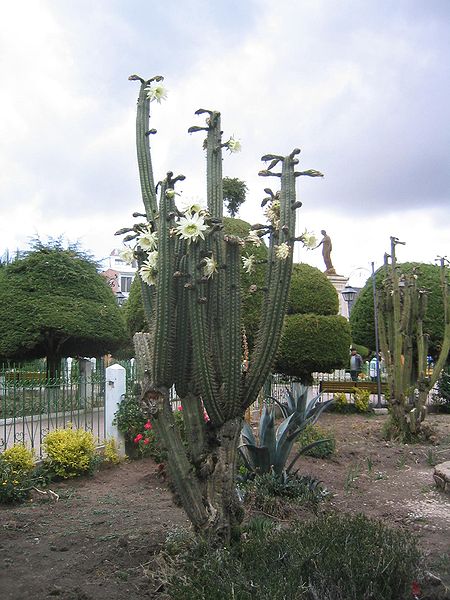 File:Flowering San Pedro cactus.jpg