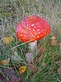 Fly Agaric in Clumber - geograph.org.uk - 303256.jpg