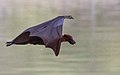 Flying Indian fox, National mammal