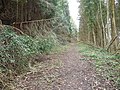 Thumbnail for File:Forestry track - geograph.org.uk - 3366286.jpg