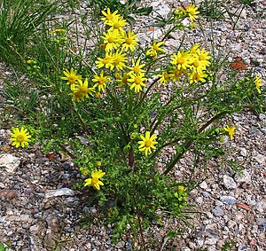 Spring ragwort (Senecio leucanthemifolius subsp. Vernalis)