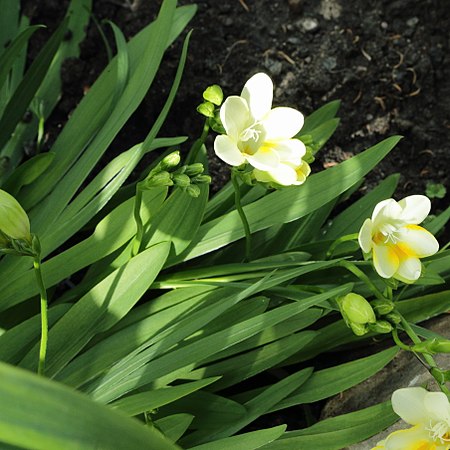 Freesia fergusoniae