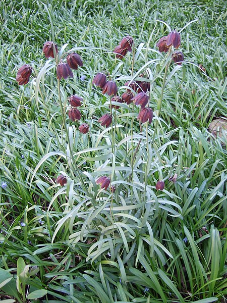 File:Fritillaria ruthenica 1.jpg