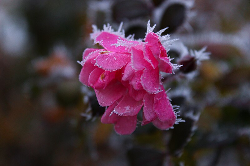 File:Frost rose.jpg