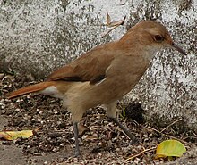 The rufous hornero is the national bird of Argentina. Furnarius-rufus1.jpg