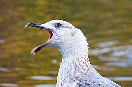 Gaivota, Vigo.jpg