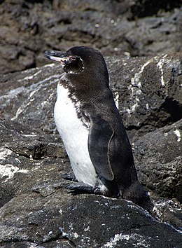 GalapagÅ³ pingvinas (Spheniscus mendiculus)