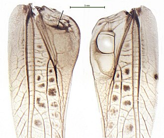 Stridulatory mechanism of G. glabra Gampsocleis glabra, Mannchen. Linker und rechter Vorderflugel.jpg