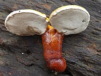 Ganoderma_curtisii