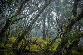 Garajonay, La Gomera - WLE Spain 2015