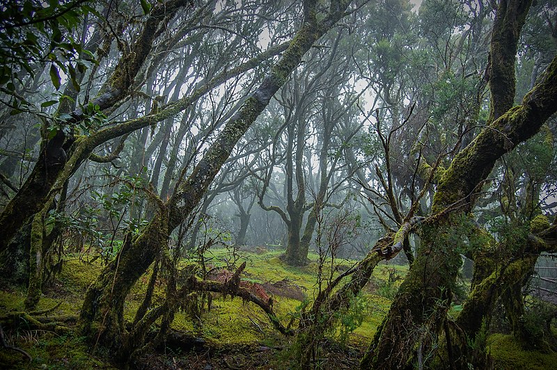 File:Garajonay, La Gomera - WLE Spain 2015.jpg