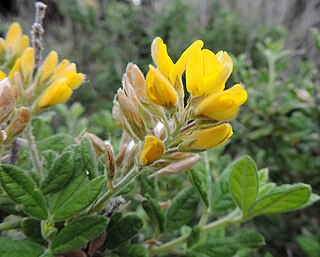 <i>Rivasgodaya</i> Genus of legumes