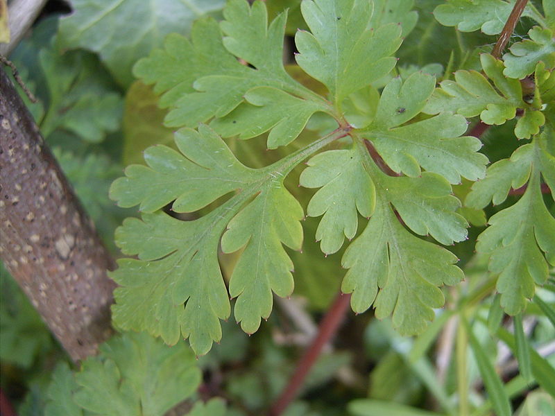 File:Geranium robertianum blad.jpg