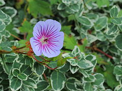 Geranium wallichianum cultivar 'Crystal Lake' flower