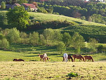 Flusstal an der Göhl