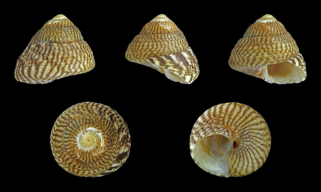 Gibbula cineraria