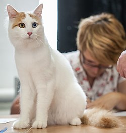 Van Turk macho vermelho e branco apresentado em exposição de gatos.