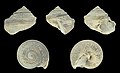 * Nomination Shell of a Carboniferous gastropod, Glabrocingulum grayvillense --Llez 05:38, 19 June 2021 (UTC) * Promotion Good quality.--Famberhorst 05:54, 19 June 2021 (UTC)