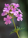 Glandularia pulchella di Kadavoor.jpg