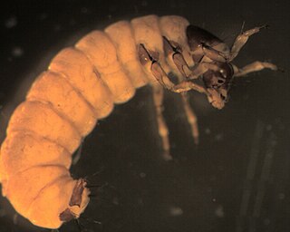 <i>Glossosoma</i> Genus of caddisflies