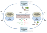 Thumbnail for Nucleotidyltransferase