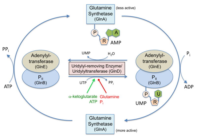 File:Glutamine synthase regulation by PII proteins.png