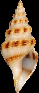 <i>Glyphostoma gabbii</i> Species of gastropod